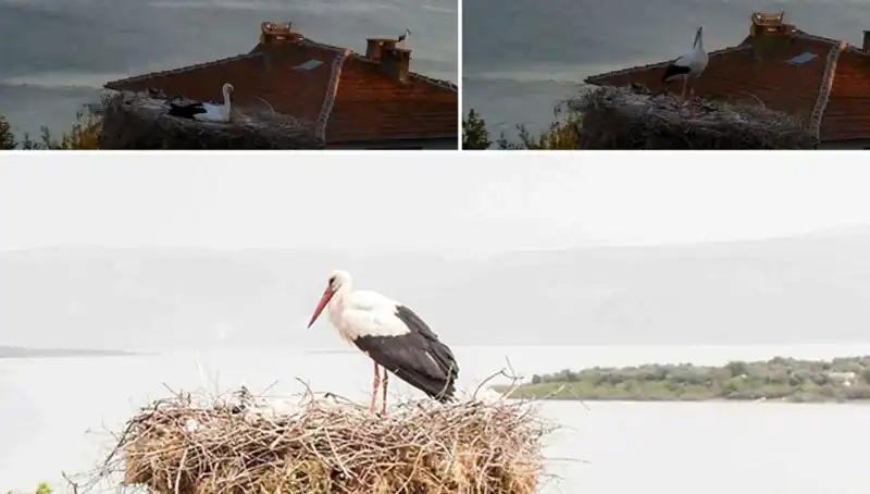 Yaren Leylek, Depremin Gelmesini Önceden Hissettiği İddia Ediliyor!